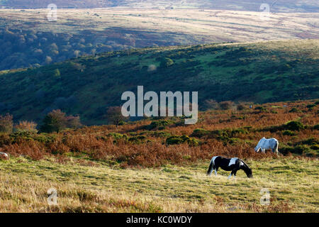 Meltor dartmoor Banque D'Images