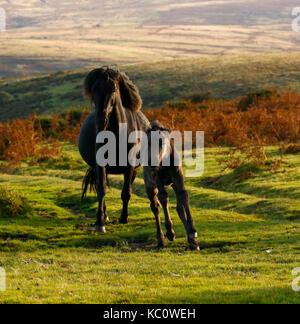 Meltor dartmoor Banque D'Images