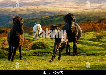 Meltor dartmoor Banque D'Images