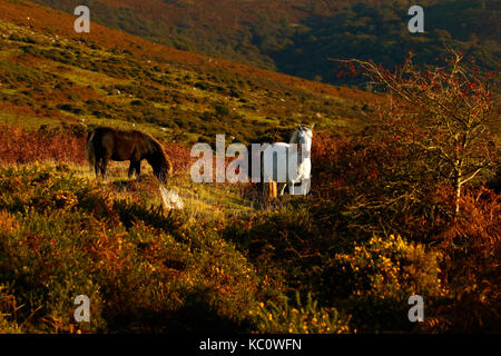 Meltor dartmoor Banque D'Images