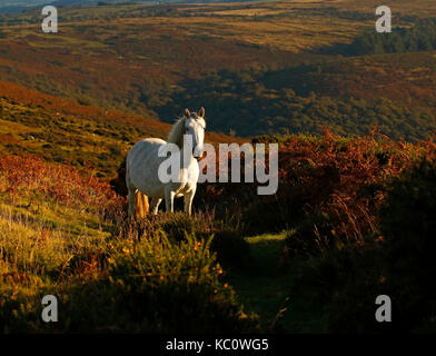 Meltor dartmoor Banque D'Images