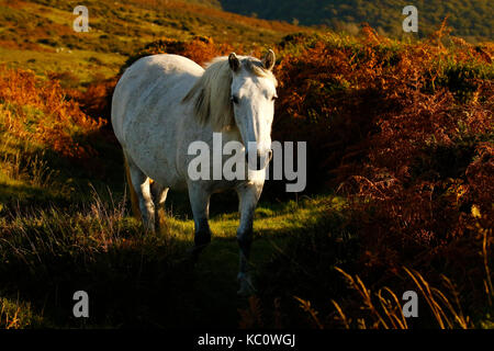 Meltor dartmoor Banque D'Images