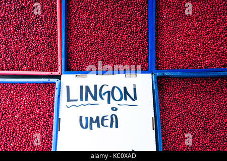 Les baies lingon en vente sur un marché en plein air à Umea, Suède Banque D'Images