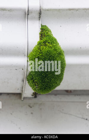 Thread-capillaire Bryum capillare, Moss, croissant sur les gouttières en plastique d'une maison, Monmouthshire, Wales, septembre Banque D'Images