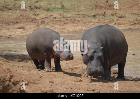 Hippopotame femelle et son veau debout à l'extérieur de l'eau - pilanesberg national park - Afrique du Sud Banque D'Images