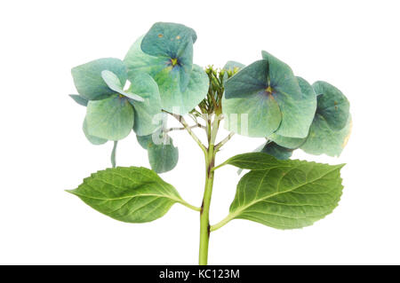 La décoloration du feuillage et fleurs hortensia lacecap isolés contre white Banque D'Images