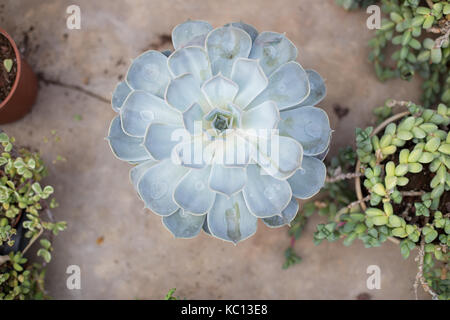 Chambre à partir de plantes de jardin de cactus above symmetry plante succulente télévision jeter ECHEVERIA LILACINA Banque D'Images