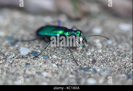 Green tiger beetle (Cicindela campestris) Banque D'Images