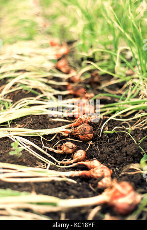 Rangée d'oignons frais biologiques de suite prêt pour la récolte après séchage au soleil Banque D'Images