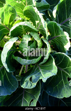 Vue aérienne d'un secteur dynamique et en bonne santé sur les choux de bruxelles brassica plante avec la lumière du soleil d'or Banque D'Images