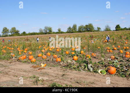 Un potager avec des gens ramasser les citrouilles Banque D'Images