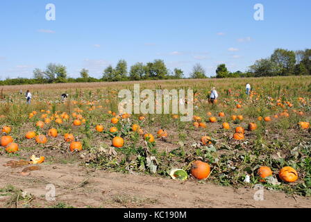 Un potager avec des gens ramasser les citrouilles Banque D'Images