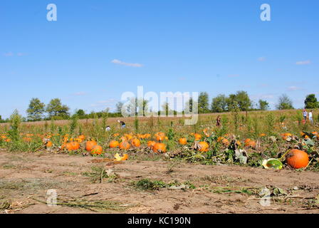 Un potager avec des gens ramasser les citrouilles Banque D'Images