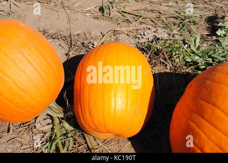 citrouilles Banque D'Images