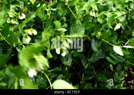 Des petits pois dans le vent avec flou de mouvement intentionnel avec vitesse d'obturation lente Banque D'Images