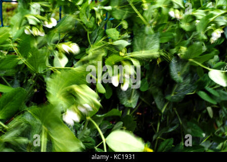 Des petits pois dans le vent avec flou de mouvement intentionnel avec vitesse d'obturation lente Banque D'Images