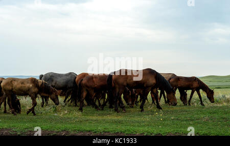 Brown et chevaux noirs avec des chefs broutent dans un champ d'herbe d'été avec un ciel blanc et couvert nuageux Banque D'Images