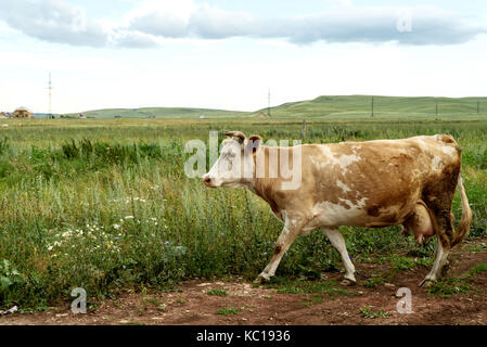 Vache brun et blanc promenades le long du bord d'un champ après le pâturage dans un champ d'herbe Banque D'Images
