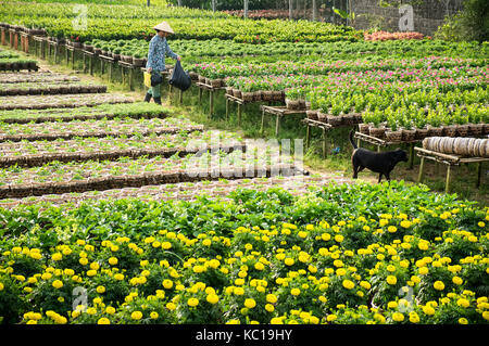 Un jardinier et son chien dans son jardin à sa dec, Dong Thap, Vietnam. sadec (sa dec) est l'un des plus grands stocks de fleurs dans le delta du Mékong. Banque D'Images