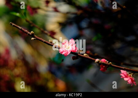 Pêchers en fleurs au printemps, 23/9 park, Ho Chi Minh City, Vietnam Banque D'Images