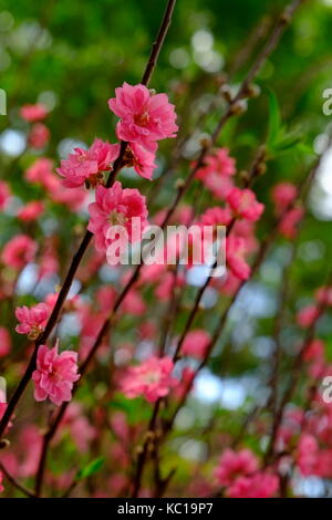 Pêchers en fleurs au printemps, 23/9 park, Ho Chi Minh City, Vietnam Banque D'Images