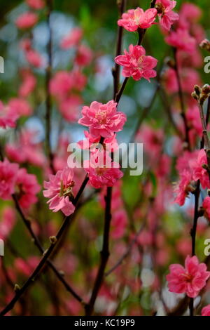 Pêchers en fleurs au printemps, 23/9 park, Ho Chi Minh City, Vietnam Banque D'Images