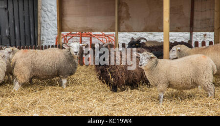 Comité permanent des moutons à la plume avec deux moutons noirs Banque D'Images