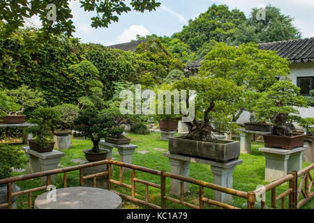 Bonsai garden, s'attardant jardin, Suzhou, Chine Banque D'Images