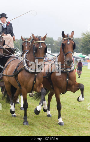 Un dessin chevaux 8 places transport omnibus victorienne Banque D'Images