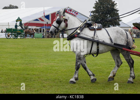 Cheval de Trait gris à un faisceau complet dans le champ de foire Banque D'Images