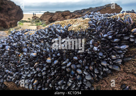 La moule commune ou bleu sur les rochers au godrevy beach à Cornwall, Angleterre, Grande-Bretagne, Royaume-Uni. Banque D'Images