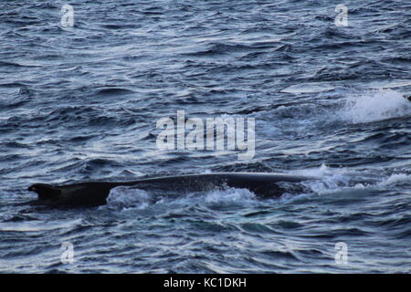 Humpback Whale surfacing dans fjord près de Tromso Banque D'Images