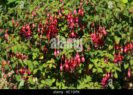 Bush fuchsia Banque D'Images