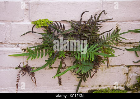 Fougères poussant hors des fissures dans un mur de briques. Banque D'Images