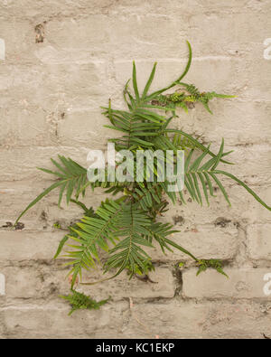 Fougères poussant hors des fissures dans un mur de briques. Banque D'Images