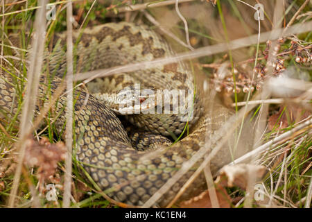 Adder, Vipera berus, femelle gravide au soleil, Herefordshire, Angleterre, RU Banque D'Images