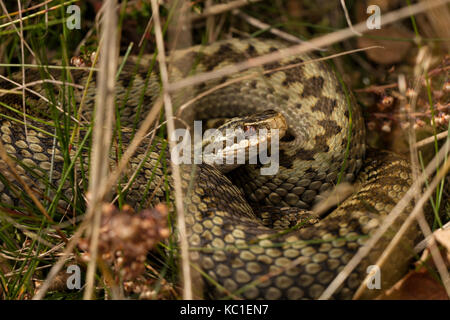 Adder, Vipera berus, femelle gravide au soleil, Herefordshire, Angleterre, RU Banque D'Images