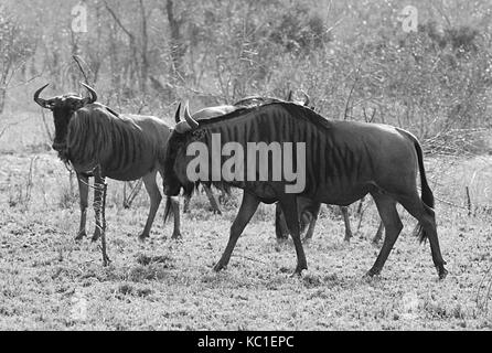 Le noir et blanc d'un troupeau de gnous bleus dans le parc national Kruger, Afrique du Sud Banque D'Images