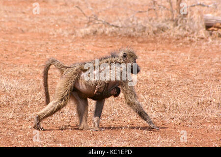 C'est transport babouin bébé dans le parc national Kruger, Afrique du Sud Banque D'Images