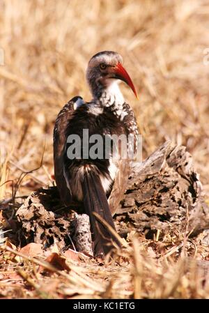 Calao à bec rouge sur le terrain dans le parc national Kruger, Afrique du Sud Banque D'Images