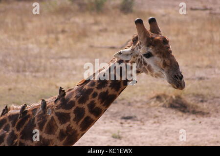 Les parasites des oiseaux picorant le cou d'une girafe dans le parc national Kruger, Afrique du Sud Banque D'Images