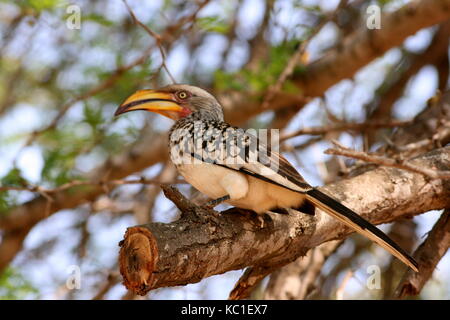 Calao à bec jaune du sud le parc national Kruger, Afrique du Sud Banque D'Images