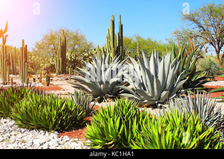 Jardin de cactus, agaves et plantes grasses près de célèbre site archéologique de tula de Allende, l'état de hidalgo, au Mexique, en Amérique du Nord Banque D'Images