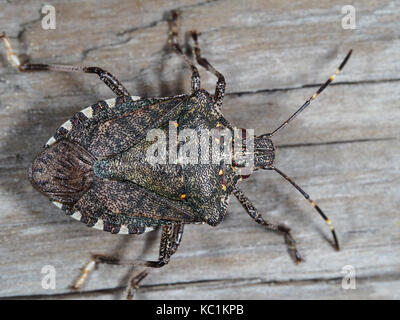 Punaise diabolique (Halyomorpha halys) - la lutte contre les espèces envahissantes introduites récemment - sur une surface en bois dans la région de Westerm WA, USA Banque D'Images