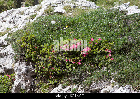 De plus en plus à côté de l'Alpenrose poilue de chemin de la hutte à juef jimmey de cir au-dessus du Passo Gardena près de Selva Val Gardena Dolomites Italie Banque D'Images