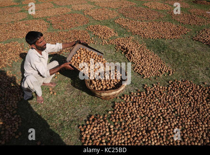 Srinagar. 1 octobre, 2017. Photo prise le oct. 1, 2017 montre un ouvrier du cachemire la collecte de noix séchées dans un panier à un village de budgam à environ 40 km au sud-ouest de Srinagar. crédit : javed dar/Xinhua/Alamy live news Banque D'Images