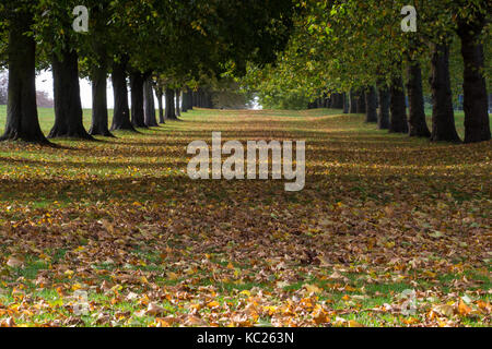 Windsor, Royaume-Uni. 2 octobre, 2017. début de la lumière du soleil du matin tombe sur feuilles a chuté au début de l'automne par le marronnier d'Inde et de londres platanes adjacent à la longue marche dans Windsor Great Park. crédit : mark kerrison/Alamy live news Banque D'Images