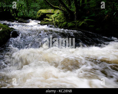 Golitha falls, sur la rivière fowey à travers l'ancienne forêt de chênes d'draynes bois, bodmin, Cornwall, uk Banque D'Images