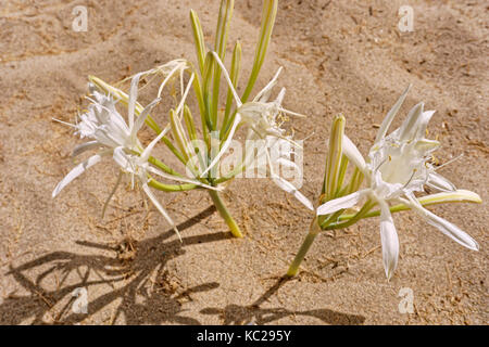 Pancratium maritimum ou la jonquille La Mer Banque D'Images