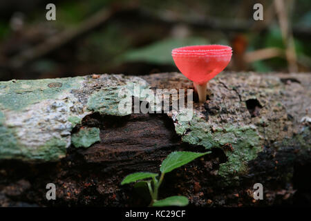 Tasse rouge ou champignons champignons de verre de champagne sur le bois, forêt tropicale en Thaïlande Banque D'Images